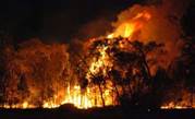 Services Australia put face matching to work for bushfire relief payments