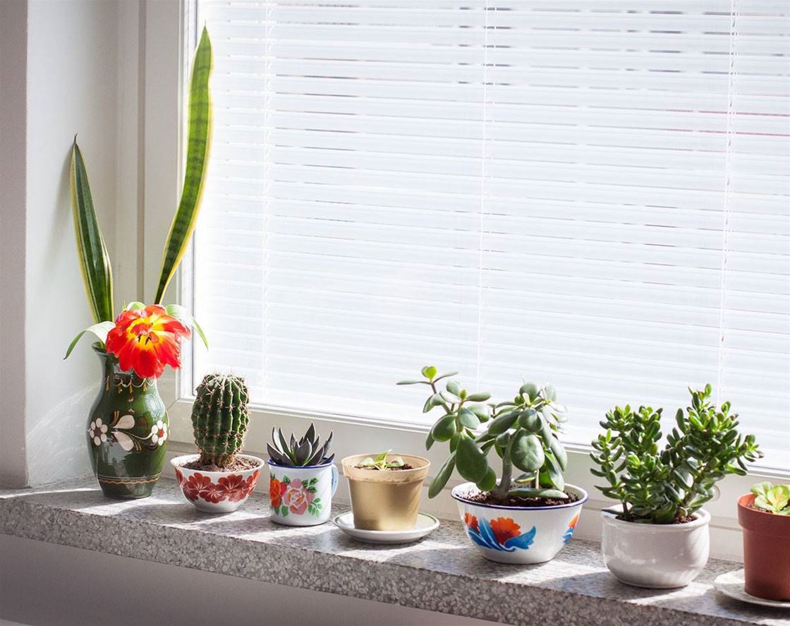 tips for decorating your house with indoor plants tips for decorating your house with indoor plants