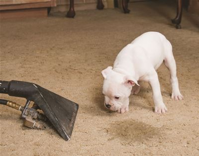rant: a few things i've learnt from cleaning up puppy pee