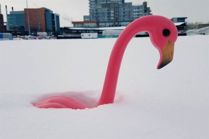 Football and Flamingos: What we can learn from expansion in the US