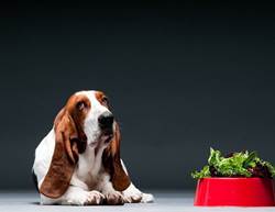 Is It OK To Feed Your Dog Fruits And Vegetables?