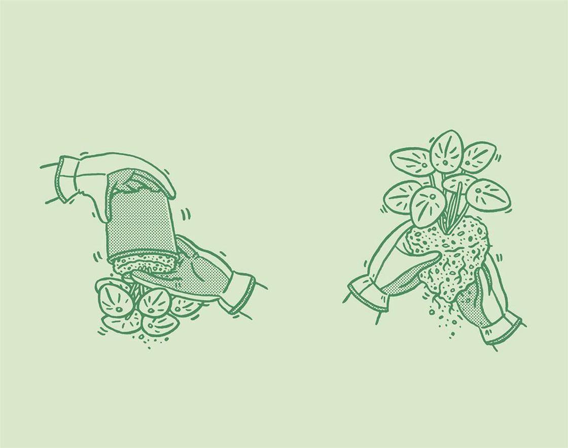 how to repot a plant how to repot a plant