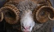 Australian wool sales stopped by ransomware attack