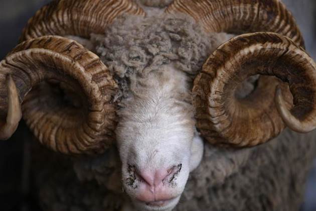 Australian wool sales stopped by ransomware attack