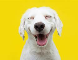 How to boost your dog's mood