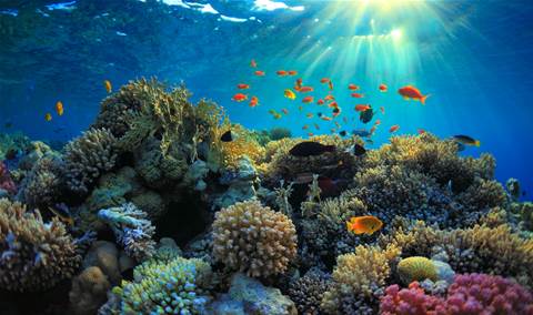 Australian Institute of Marine Sciences taps Accenture for ReefCloud rollout