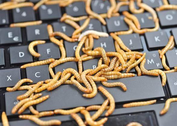 Database destroying worm menaces Linux and Windows servers