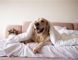 Pack the Pooch for These Dog Hotels