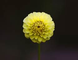 New Research Links This Plant-Based Compound to Cancer Prevention