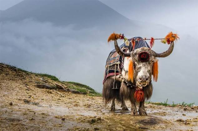 Chinese hackers who pursued Uighurs also targeted Tibetans: researchers