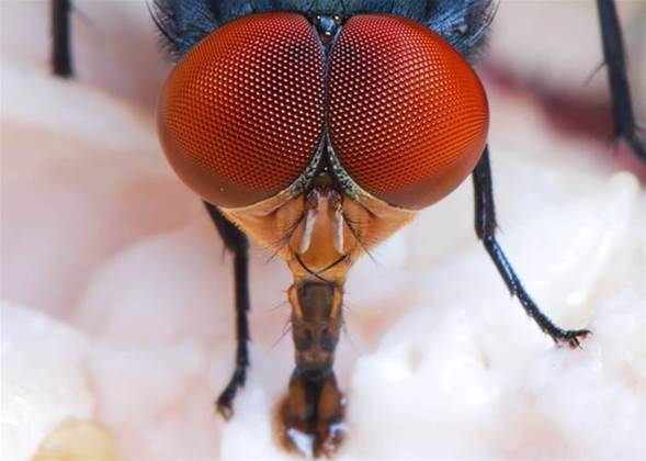 When bugs attack: IBM’s Ginni Rometty Aussie stage show becomes a fly-in affair