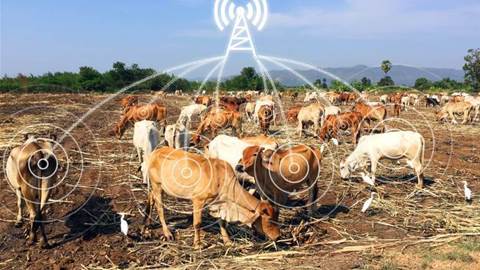 IoT-enabled cows! Will humans follow?