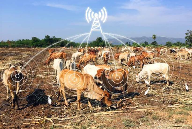 IoT-enabled cows! Will humans follow?