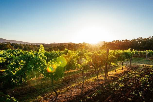 Westpac provides wine industry’s first sustainability linked loan
