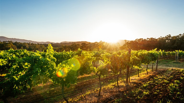 Westpac provides wine industry&#8217;s first sustainability linked loan