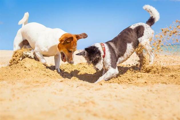 NPP opens API sandpit for independents to play