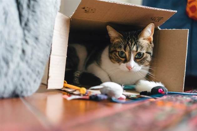 Australia’s biggest pet and vet network Greencross names new CIO