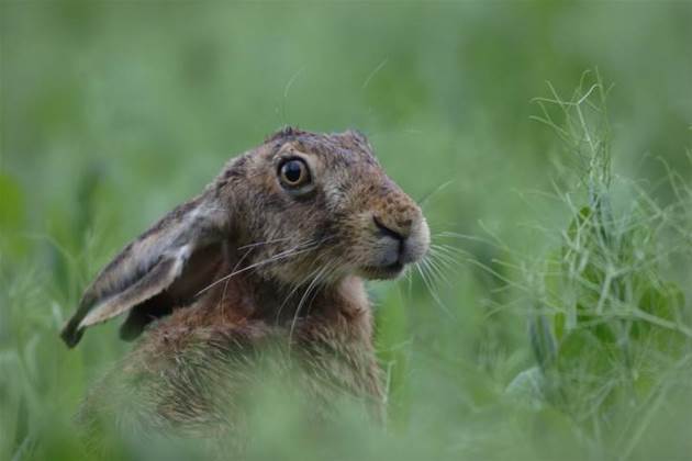 Need a new digital strategy? Just Nimble it…