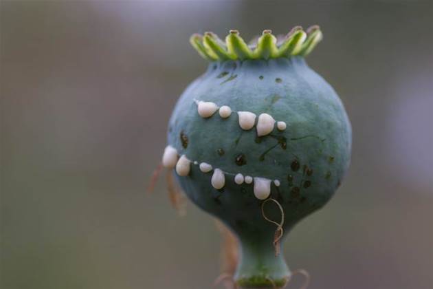 Accused operators of illicit 'darknet' market arrested in Germany, Brazil