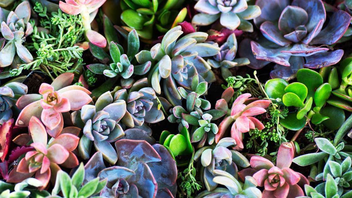 Everything You Need To Know About Succulents