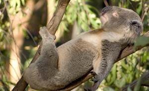 Heat-vision drone helps QUT count threatened koalas