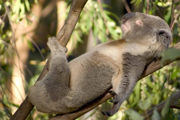 Heat-vision drone helps QUT count threatened koalas