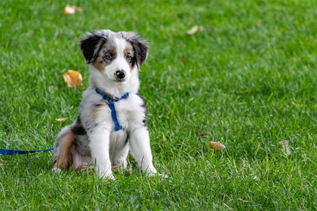 Petbarn uses AI tool to answer questions, recommend products