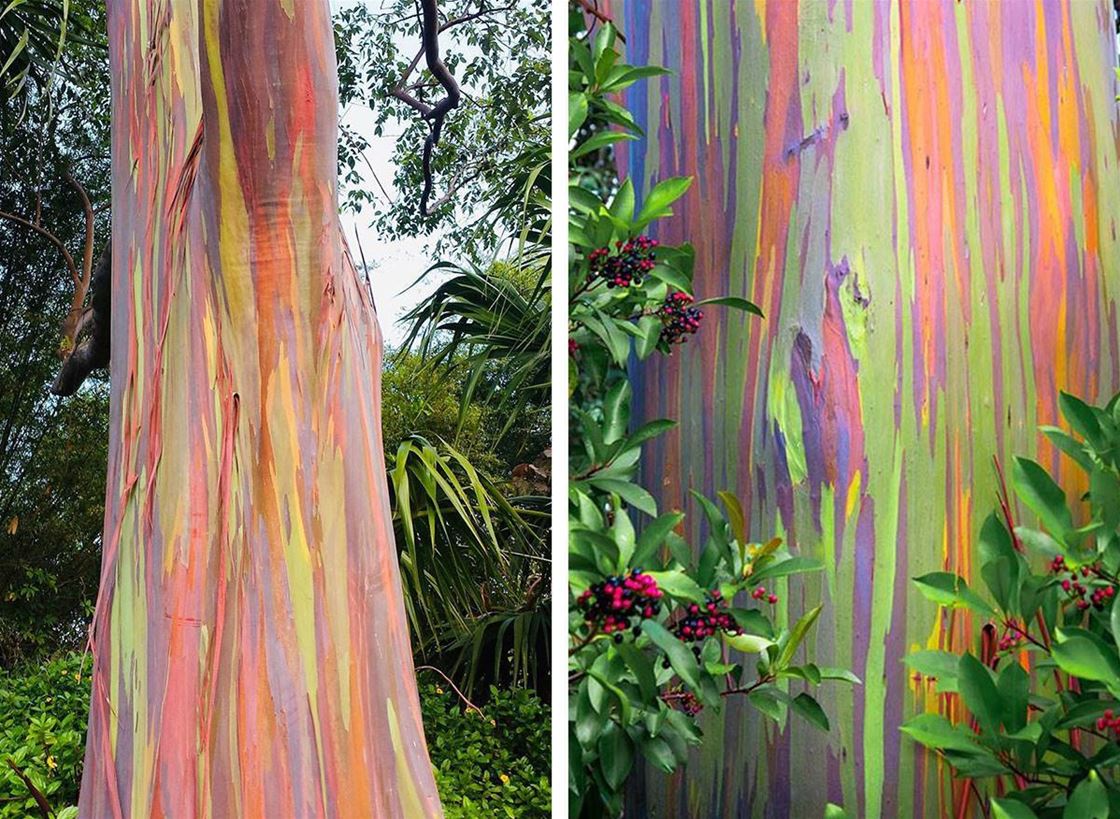 the real-life trees that look like paintings the real-life trees that look like paintings