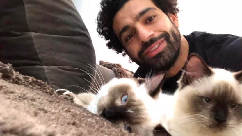 Salah stands for stray animals