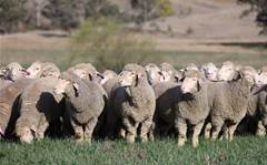 NZ sheep facial recognition tech to be trialled in Australia 