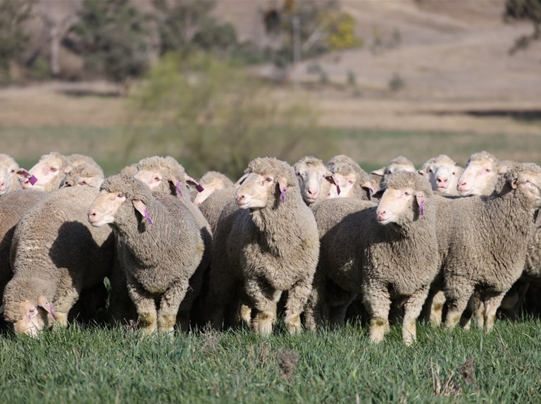 NZ sheep facial recognition tech to be trialled in Australia