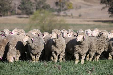 NZ sheep facial recognition tech to be trialled in Australia