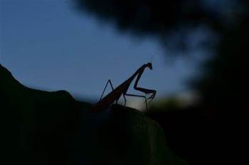 Roaming Mantis malware expands its reach