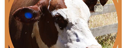 Smart tags help keep tabs on cattle