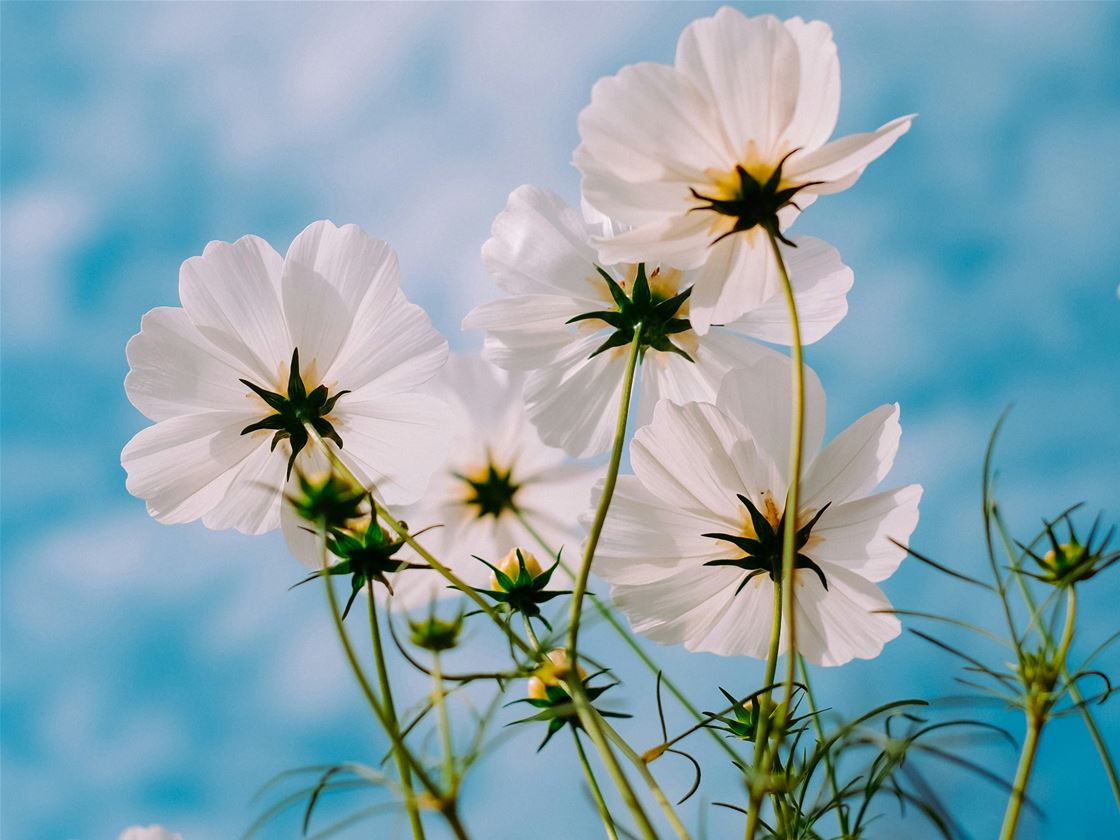 tunesday – frankie's springtime mix tunesday – frankie's springtime mix