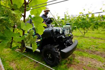 Treasury Wine Estates to trial robots for yield prediction, crop spraying