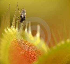 Singapore researchers control Venus flytraps using smartphones