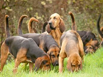WA to build statewide dog and cat registration system