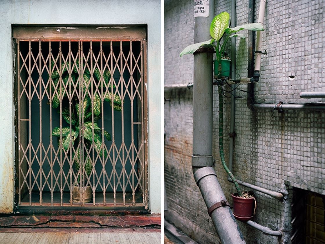 michael wolf’s hong kong flora michael wolf’s hong kong flora