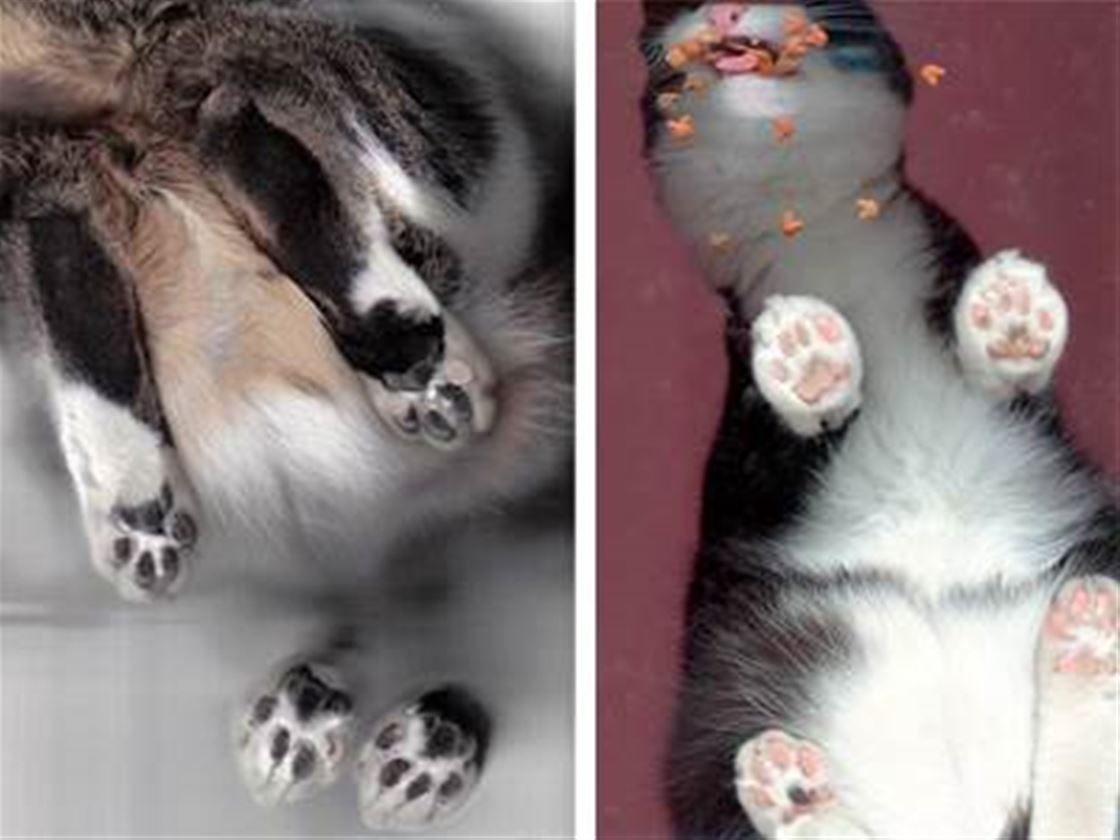 the cat scan the cat scan