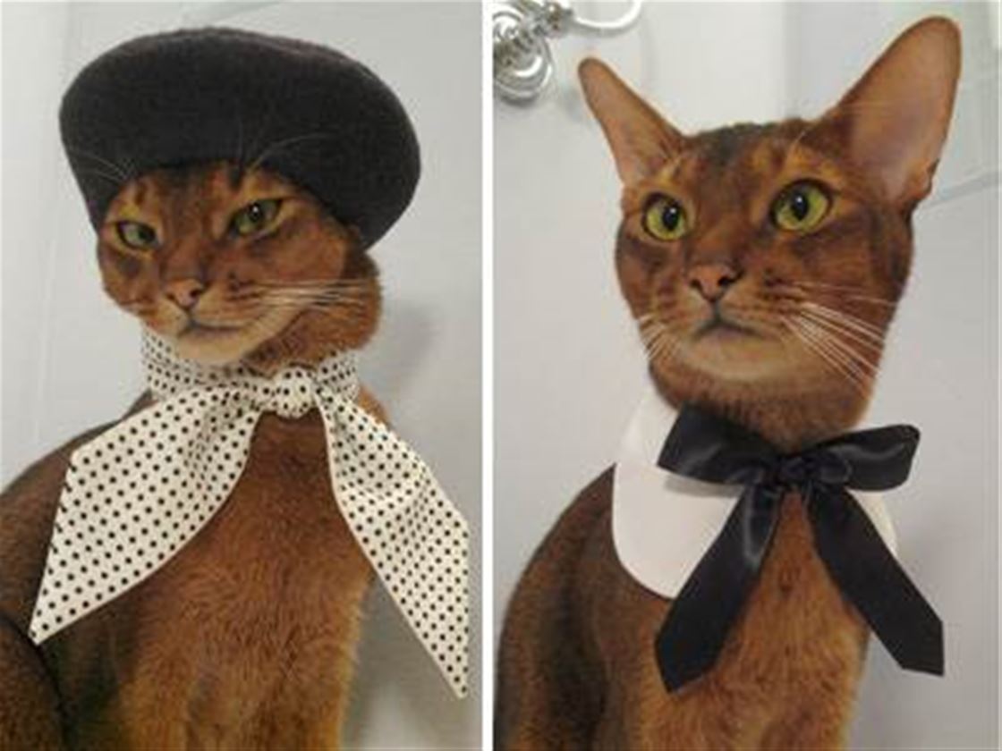 catatelier catatelier