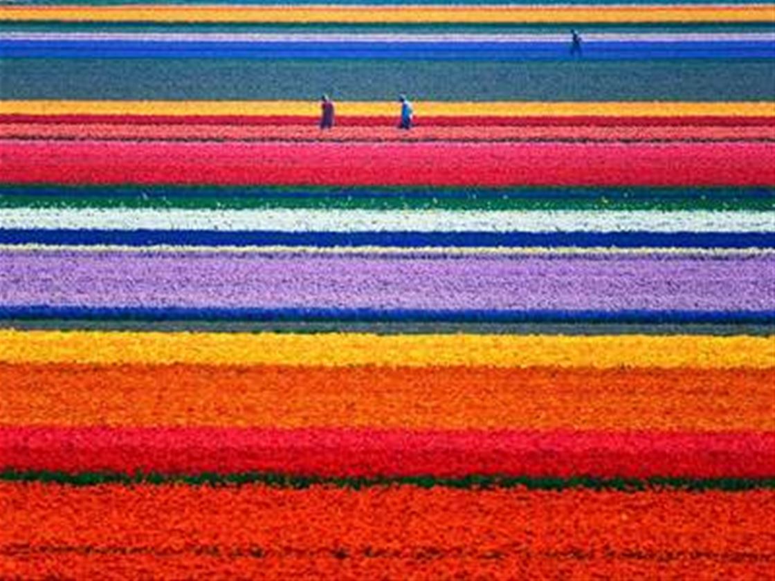 the netherlands' vibrant tulip fields the netherlands' vibrant tulip fields
