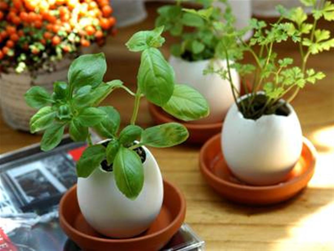 eggling planters eggling planters