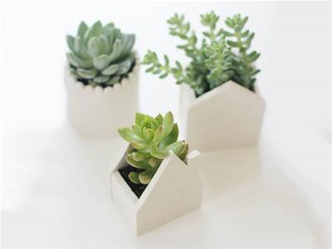 diy succulent house diy succulent house