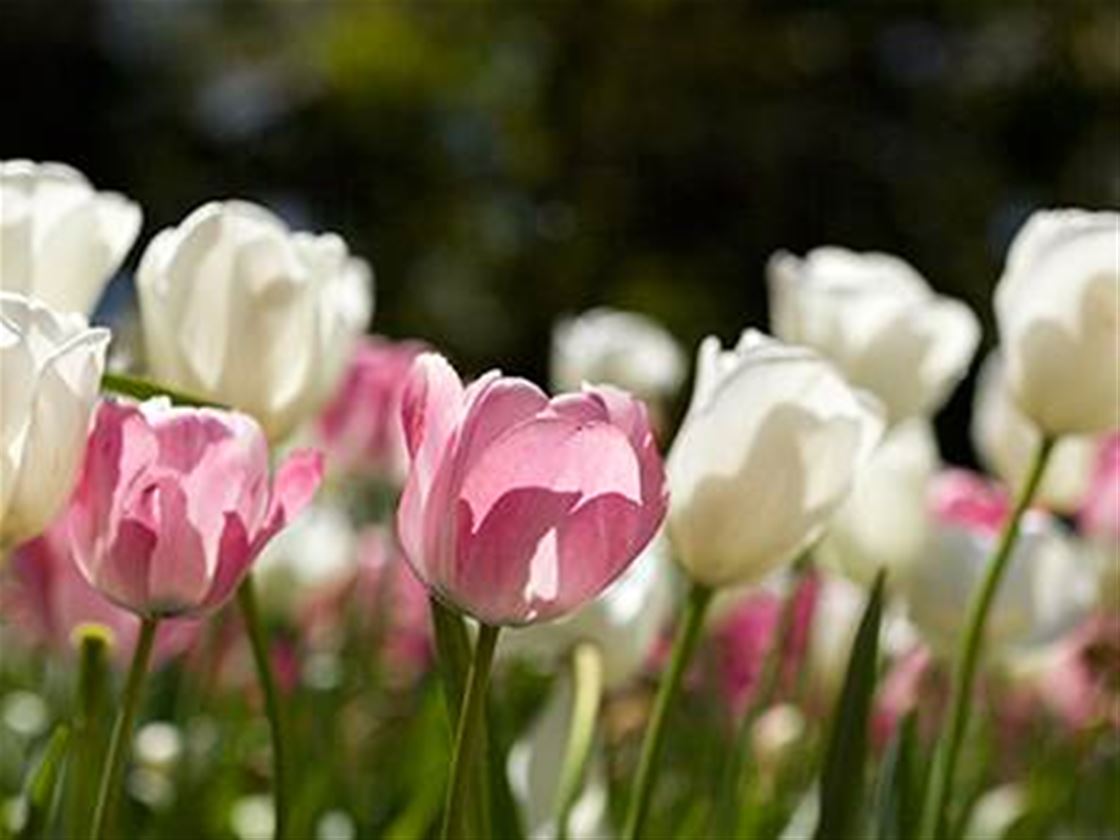 floriade nightfest giveaway floriade nightfest giveaway