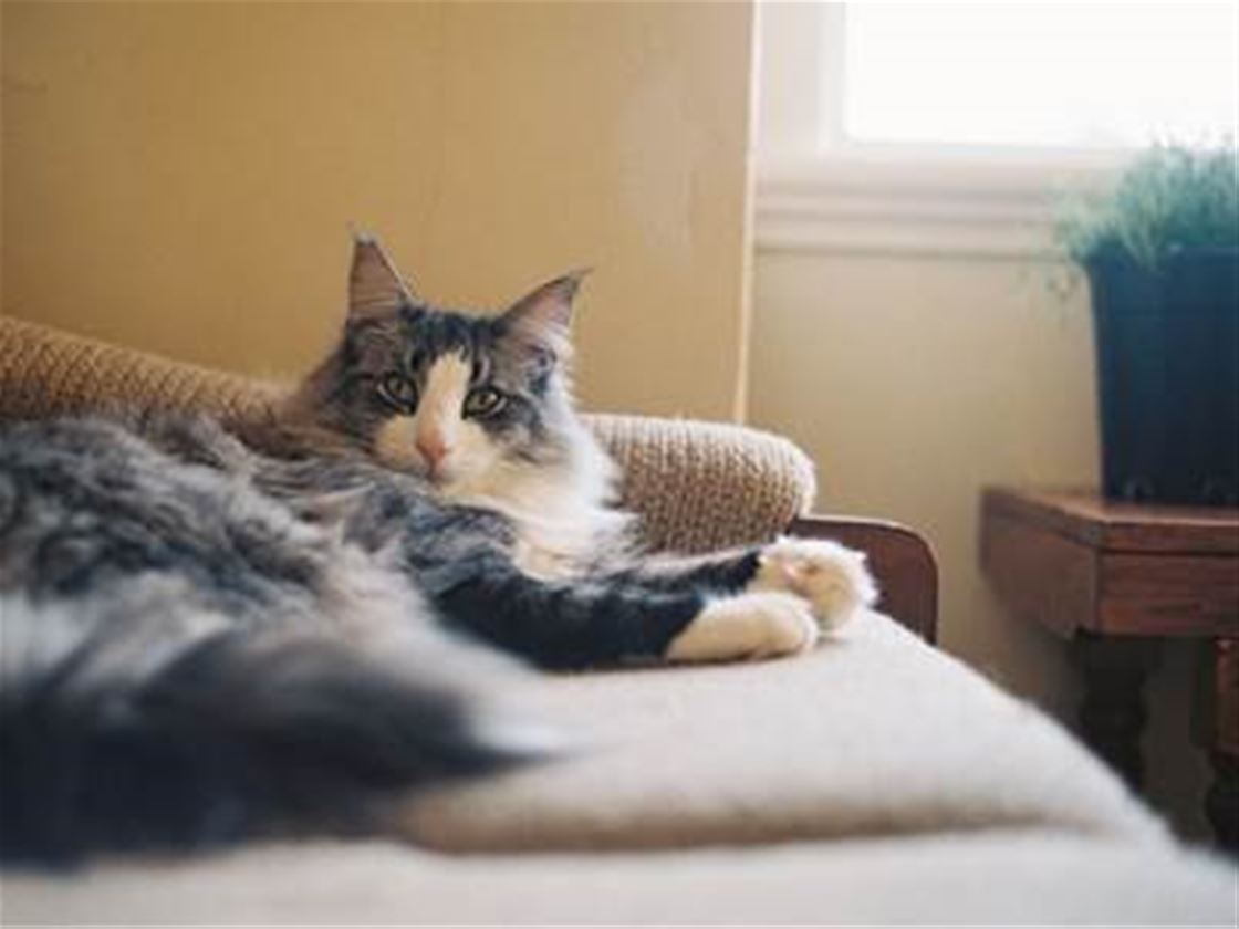 a cat a day a cat a day