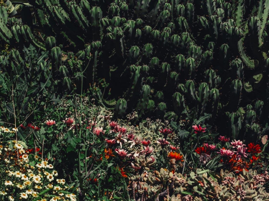 lisa sorgini photography interview lisa sorgini photography interview