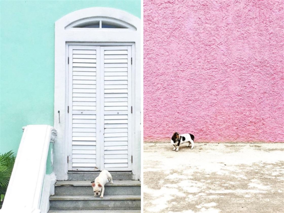 minimal pup minimal pup