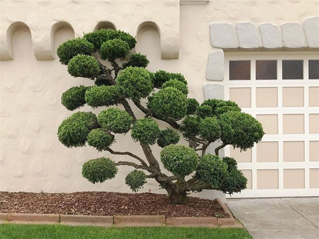 the sculpted trees of san francisco the sculpted trees of san francisco