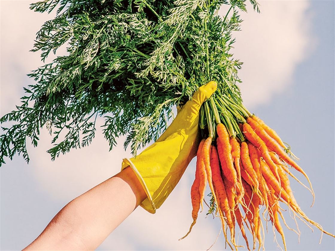 gardening for climate change gardening for climate change